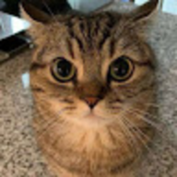 Meet your Posher, Meow - Picture 1 of 1